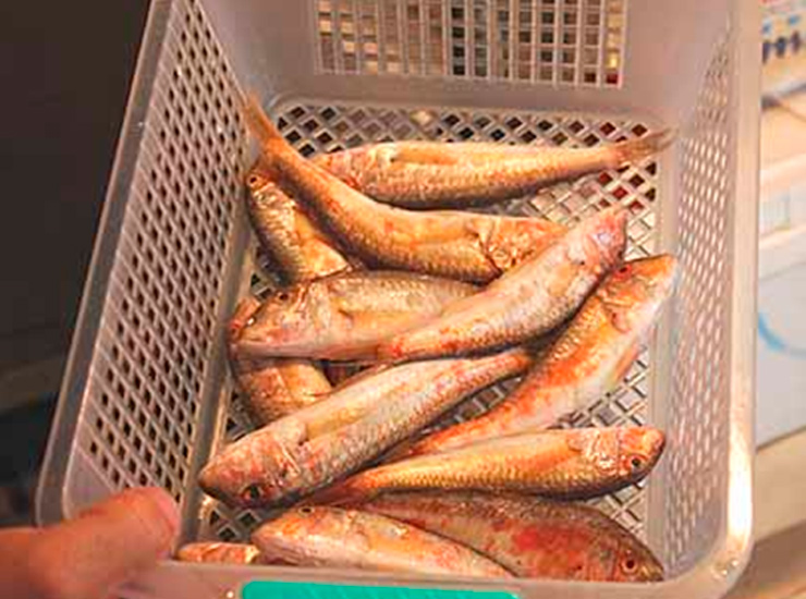 Барабулька В Духовке Рецепты С Фото – Telegraph