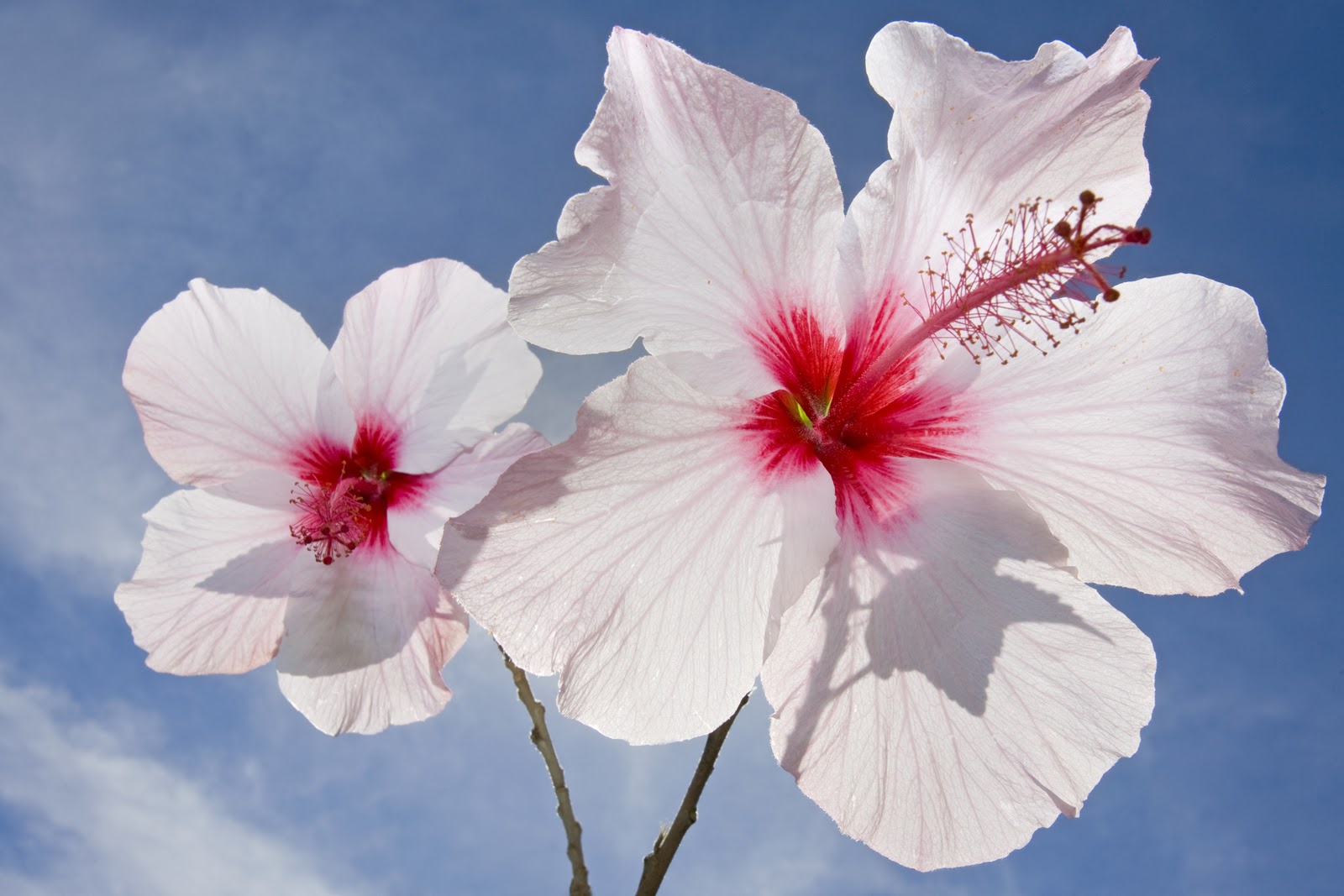 Hibiscus Flower