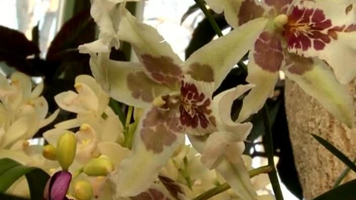 Орхидеи, Ботанический сад МГУ